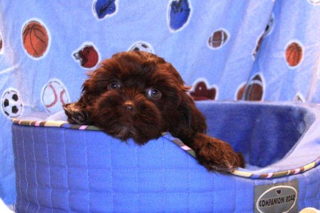 chocolate havanese puppies for sale near me