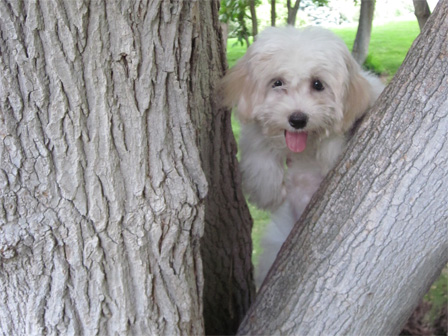 happy-healthy-white-havanese-puppy-utah