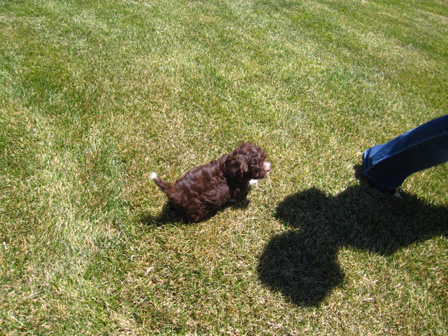a-chocolate-havanese-puppy-utah-playing