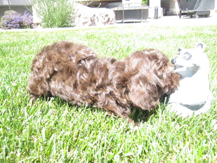 chocolate-puppy-breeder