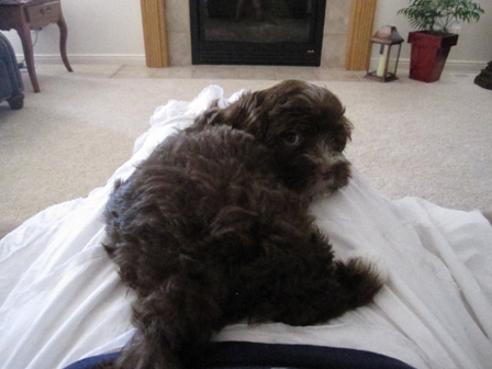 chocolate-havanese-puppy-utah