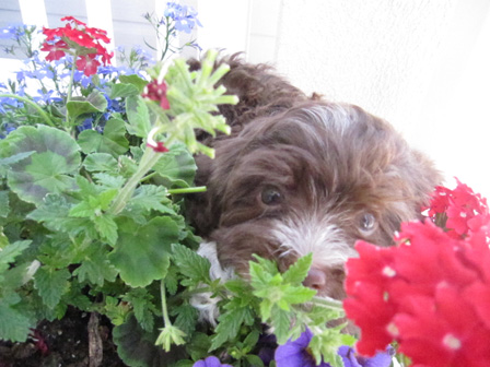 chocolate-havanese-puppy-breeder-utah