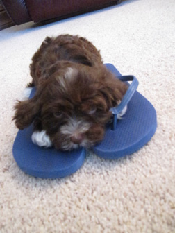 chocolate-havanese-puppy-utah