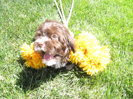 happy-brown-havanese-puppy-utah