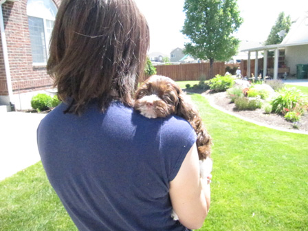 girl-with-chocolate-havanese-puppy-cute-utah