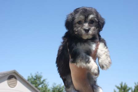 black-and-whtie-female-havanese-puppy-found-home-from-utah-to-arizona