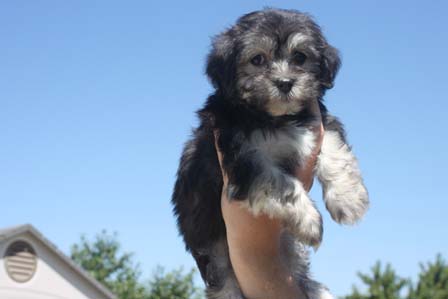 black-and-whtie-female-havanese-puppy-found-home-from-utah-to-arizona