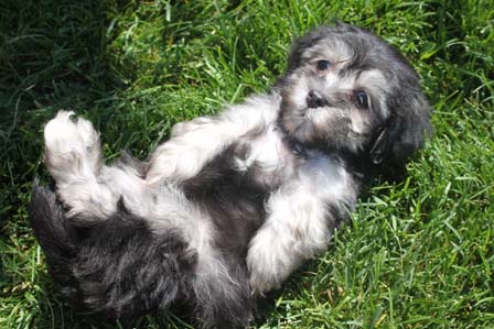 black-and-whtie-female-havanese-puppy-found-home-from-utah-to-arizona