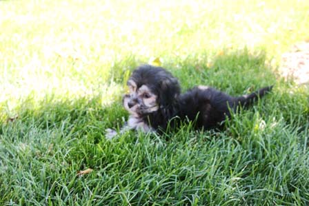 black-and-whtie-female-havanese-puppy-found-home-from-utah-to-arizona