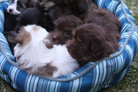 haverneese-puppies-breeder-in-utah