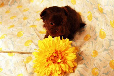 havanese-puppy-in-utah
