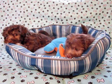 chocolate-havanese-puppies-in-utah