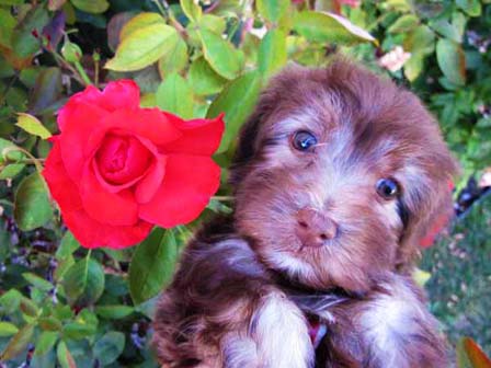 chocolate-havanese-puppy-playing-in-utah