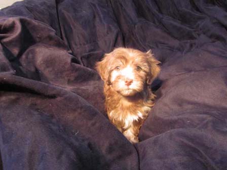 havanese-puppy-in-utah